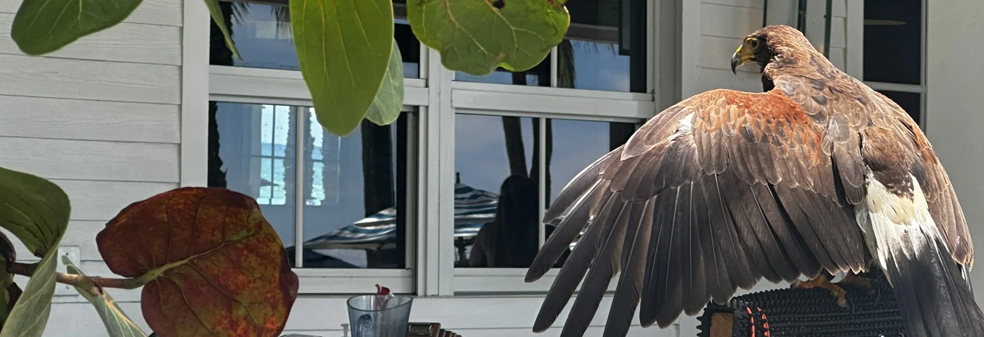 Hawkeye Bird & Animal Control LLC Hawkeye's hawk on perch