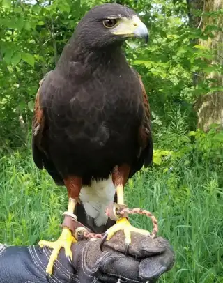 Red tailed Hawk 