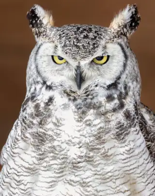 Great Horned Owl 