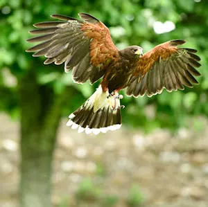 Hawk in flight