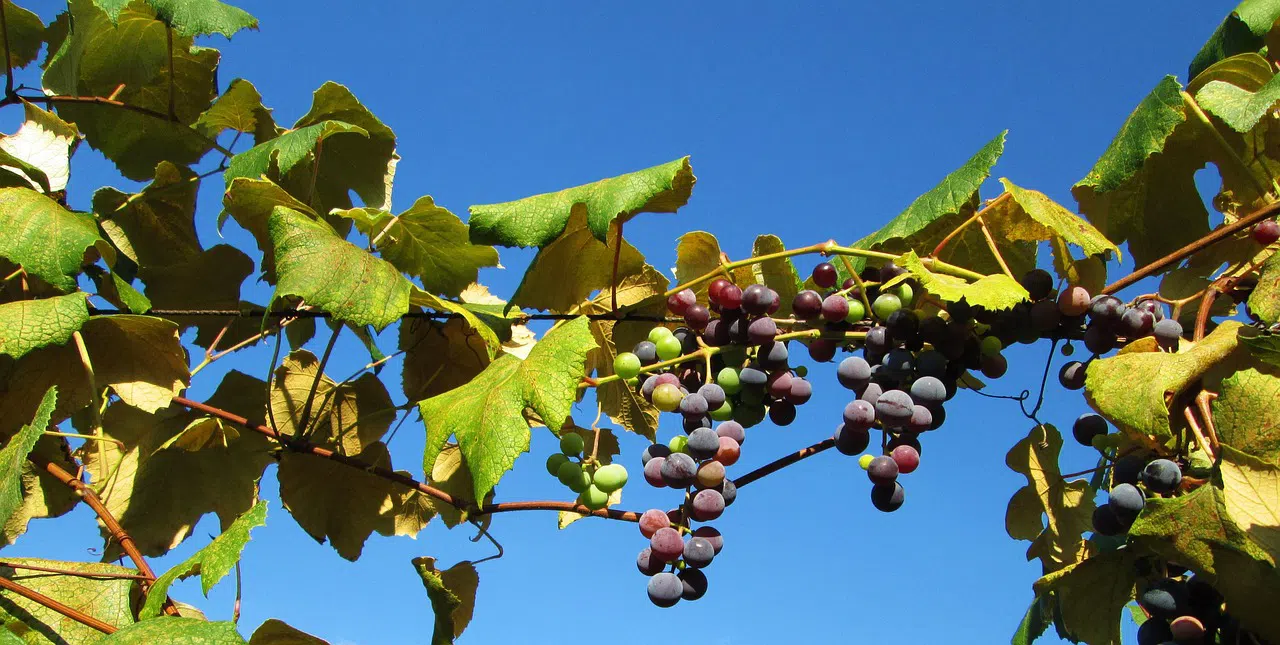 Vineyard Bird Control for Tampa Bay Growers: FAQs