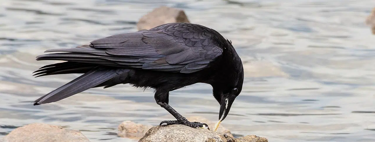 Crows' Intelligence and Their Use of Tools
