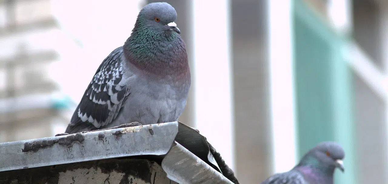Get Rid of Pigeons in High-Rise Florida Buildings
